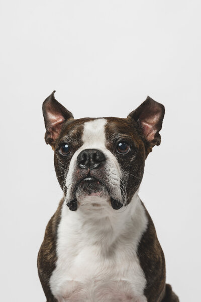 Fine art dog portrait in studio — elegant pet photography in Sausalito