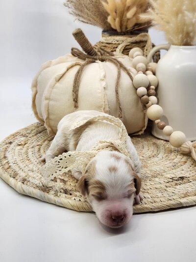 180d86eb-0785-445b-9131-f3212ef61302