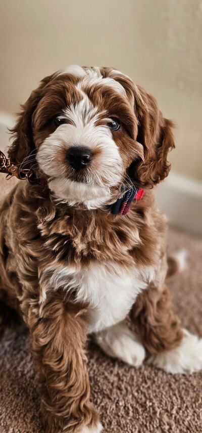 tuxedo mini goldendoodle male puppy looking at camera