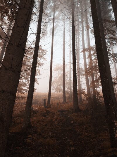 Several Barren Trees in the Hazy Woods