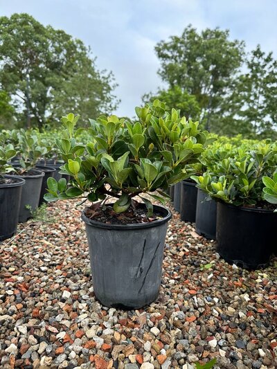 INDIAN HAWTHORN Raphiolepis indica 'Oriental Pearl'