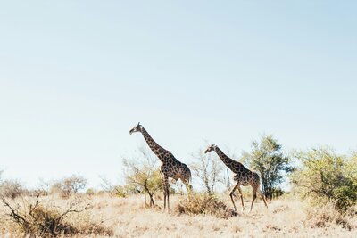 giraffes in Zimbabwe