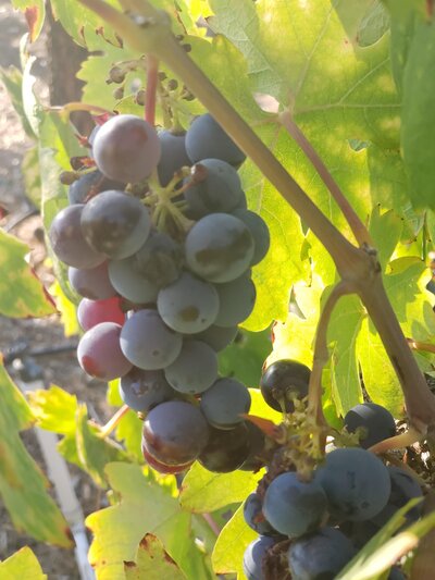 Grapes on Vine