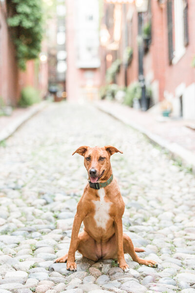 Sato dog sitting in Beacon Hill