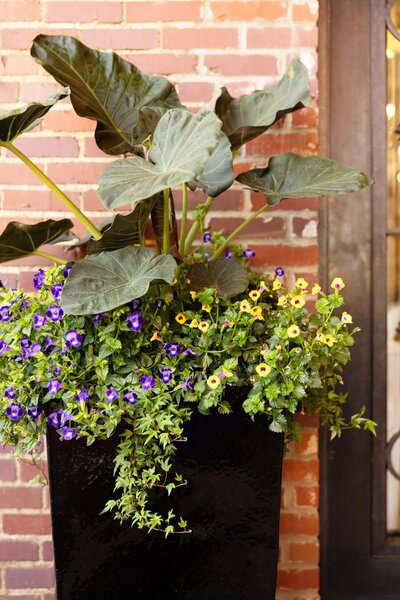Seasonal container garden with elephant ear, purple violas, and yellow calibrachoa in front of a brick wall, designed by Better Lawns and Gardens in Little Rock.