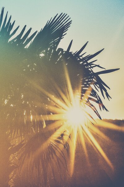 palm trees with sunset shining through.
