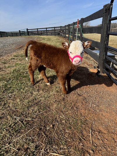 Hereford Cow 