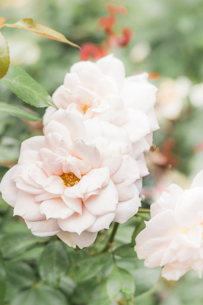 Large pink roses in full bloom.