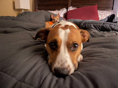 Brown and white dog resting on a bed with cozy blankets.