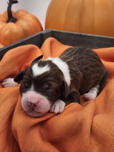 5c55de63-42cb-4e1b-9757-595697fd6ecf