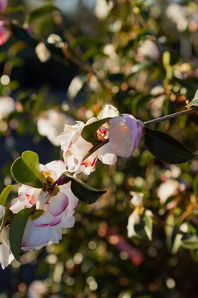 CAMELLIA SETSUGEKKA Camellia sasanqua Setsugekka