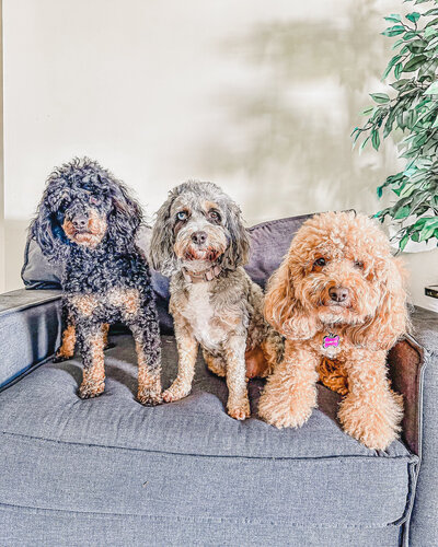 3 Adult Goldendoodles