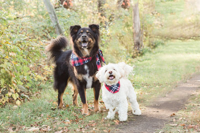 Bichon Mix Dog and Cow Shepherd Mix