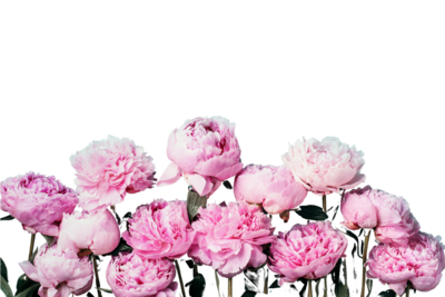 Bloom & Harvest | Build a Website That Grows Your Business with Amy Hates Carrots