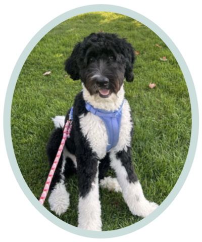 picture of a cute poodle doc with black and white coat smiling at the camera