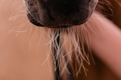 Salinas horse muzzle and hair on muzzle