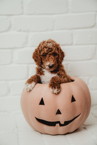 Yellow Collar Male Peterson Poodles Red Standard Poodle PuppiesDSC045912