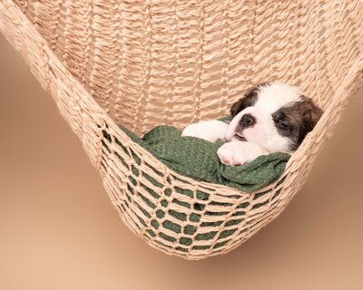 Saint Bernard puppy swaddled in a green blanket sleeps in a hammock.