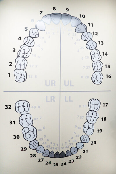 A simple poster showing all the different teeth in your smile hanging up at the Desert Hills Dental Office in Middleton, ID.
