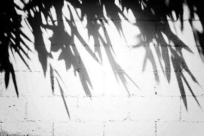 Black and white photo of leaves' shadows on a white brick wall