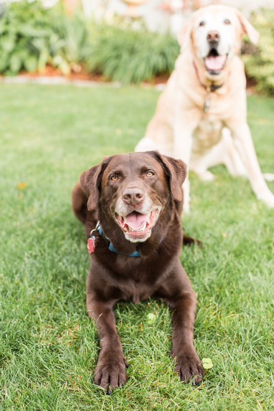 Chocolate and Yellow Labs