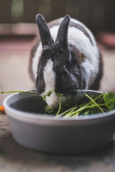 guillermo-casales-0rgv5ydipU8-unsplash