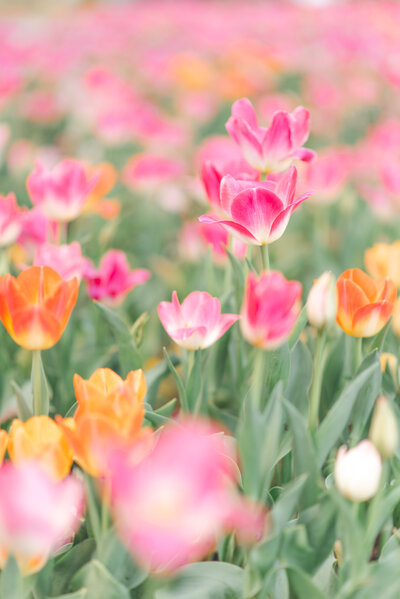 Mom, Dad, and Daughter posing for a sunset family session in Brentwood, CA