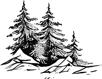 sketch of pine trees
