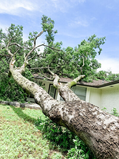 Storm roof damage from fallen tree Dallas

