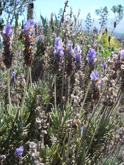 FRENCH LAVENDER Lavandula dentata