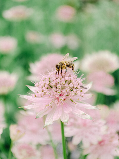 Bee on an a pink Astrantia flower