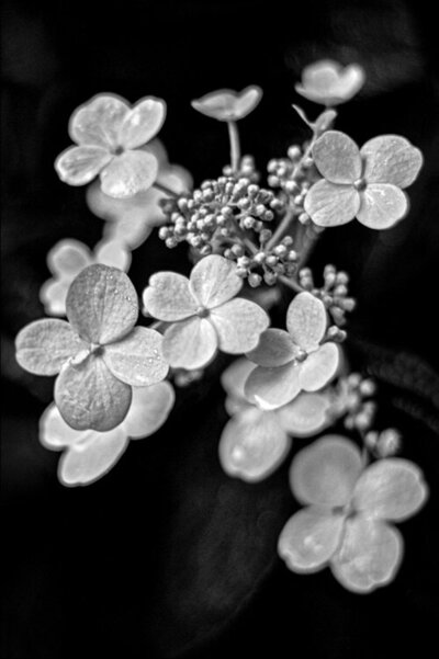 Fine Art Flower Photography Metal Print Black and White closeup of tiny white flowers title Constellation