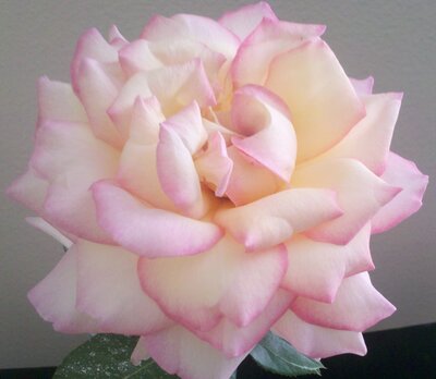 Fully open pale creamy pink rose