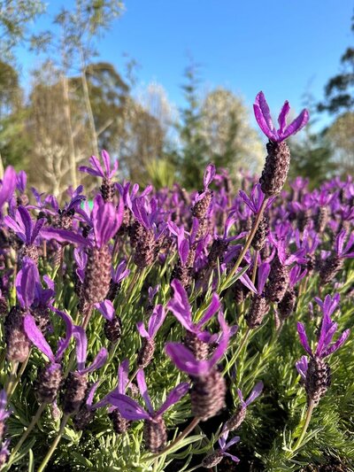 LAVENDER AVONVIEW Lavandula Stoechas 'Avonview'
