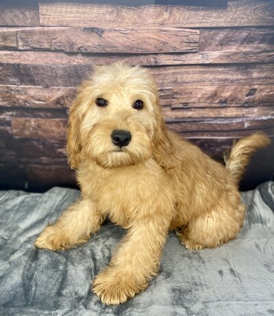 Duke