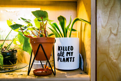 potted plants sitting on bookshelf shelf lit by growlight