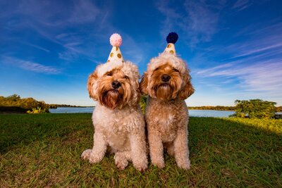 Two Doodle dogs pose for a portrait in the grass wearing birthday party hats.