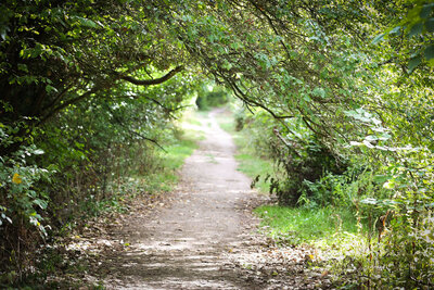 Pathway through trees