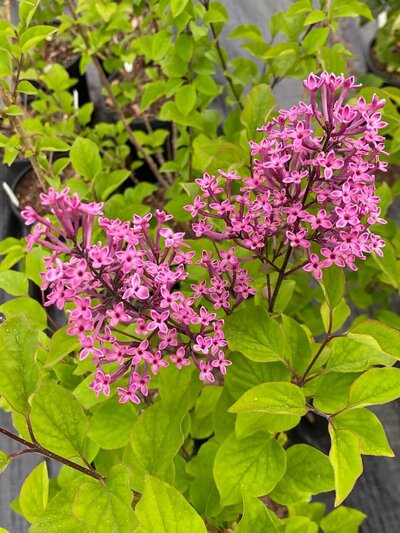 George Eastman syringa pubescens pink magenta heirloom lilac at North Country Lilacs nursery in Canton, New York