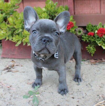 Apollo. Luna & Bambam. Available pup