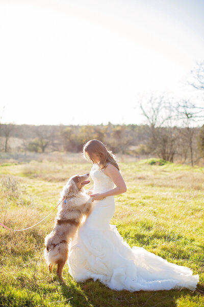 A dog and a bride