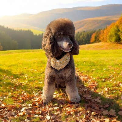 Toy poodle puppies for sale
