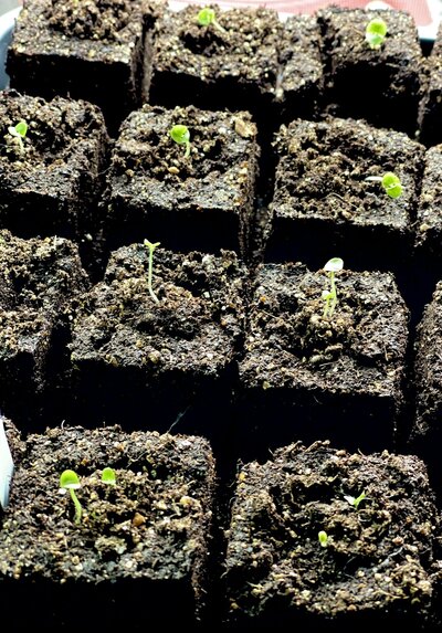 Tiny green seedlings grow from dark brown soil, sectioned off in square plots. 
