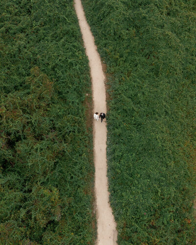 Aerial view of a couple walking hand in hand on a narrow path surrounded by dense greenery in Rhode Island.