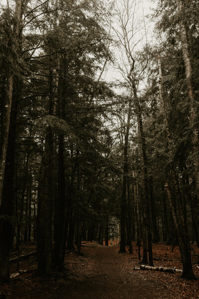 gloomy pine trees at Wetmore Landing in Upper Peninsula of Michigan
