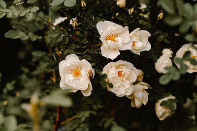 A bush of white roses.