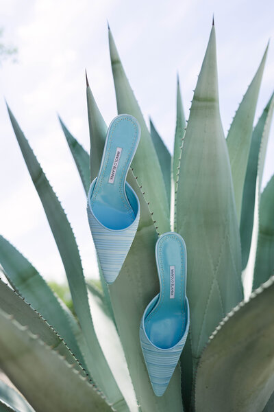 Blue Manolo Blahnik heels hang on a cactus outside of a Scottsdale Arizona Wedding Venue.