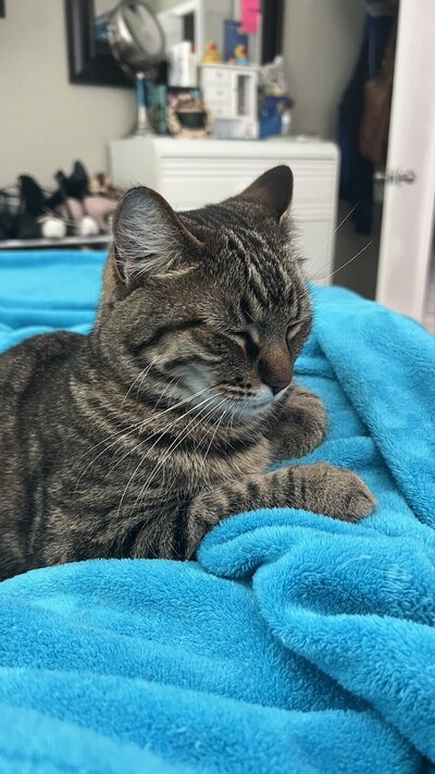 fur babies 3