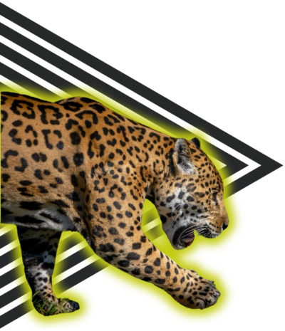 jaguar walking in front of a black triangle