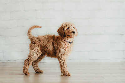 Red Apricot Moyen Poodle 9 weeks standing photo